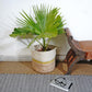 jute planter,